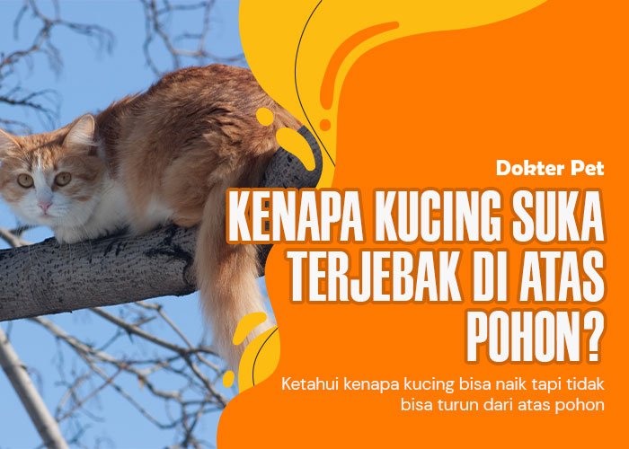 Menarik! Mengapa Kucing Terjebak di Pohon dan Bagaimana Kita Dapat Membantu Mereka?