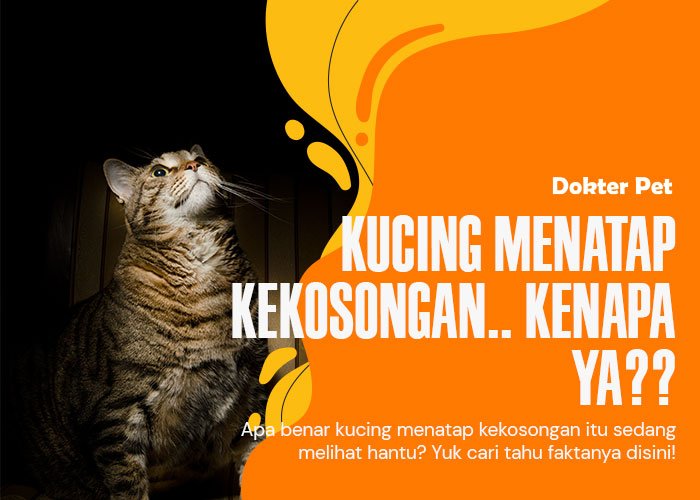 Mengungkap Misteri: 7 Alasan Mengapa Kucing Sering Menatap Kekosongan?