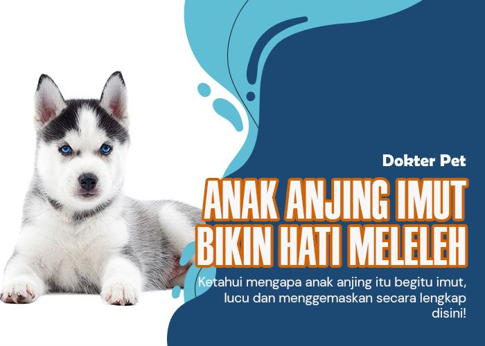 Pesona Keimutan Anak Anjing: Mengapa Mereka Begitu Lucu Ya!?