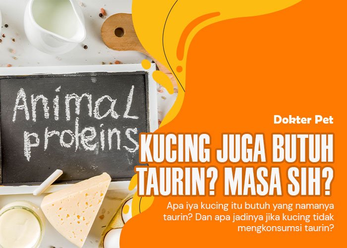 Taurin: Rahasia Tersembunyi di Balik kesehatan Kucing Anda