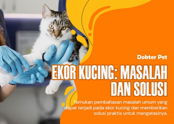 Mengintip 7 Luka Umum pada Ekor Kucing yang perlu Catlovers ketahui