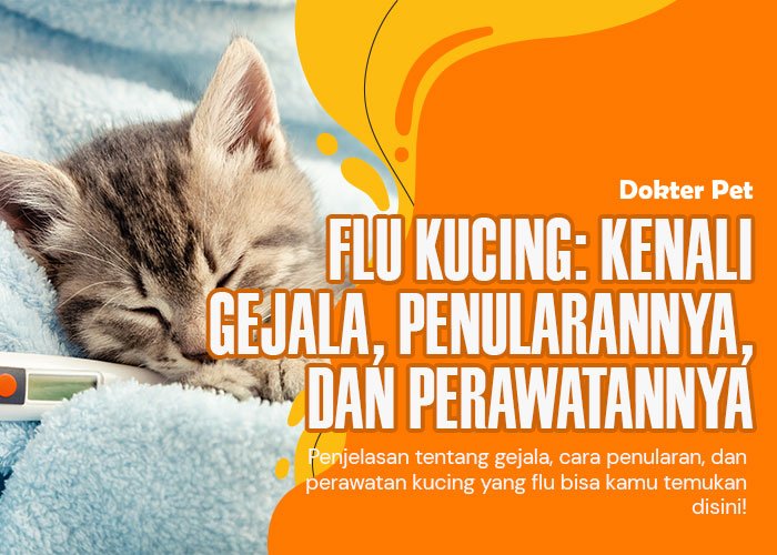 Kenali Penyebab dan Gejala Flu Kucing untuk Kesehatan Kucing yang Lebih Baik