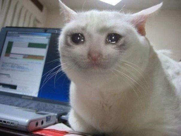 gambar kucing menangis