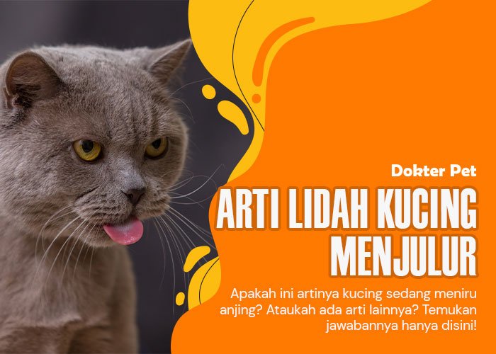 Kucing Menjulurkan Lidahnya: Apa yang Tercermin dari Perilaku Ini?