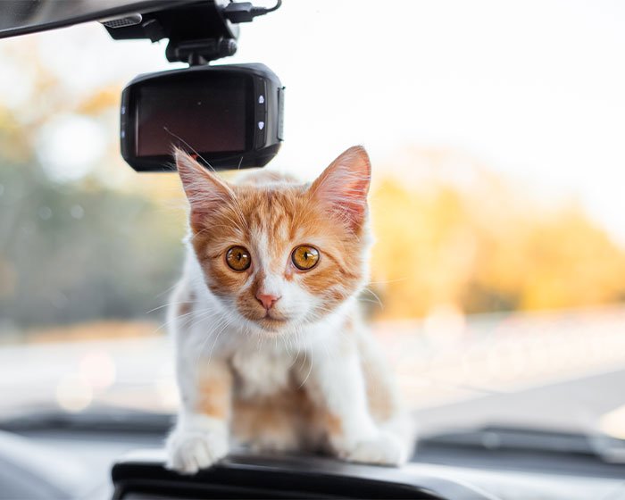 anak kucing jalan jalan naik mobil - Kucing Naik Mobil: Perjalanan Tanpa Stess Menuju Liburan Yang Menyenangkan