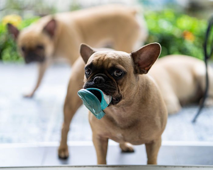 anjing menyembunyikan barang dengan cara digigit di mulut