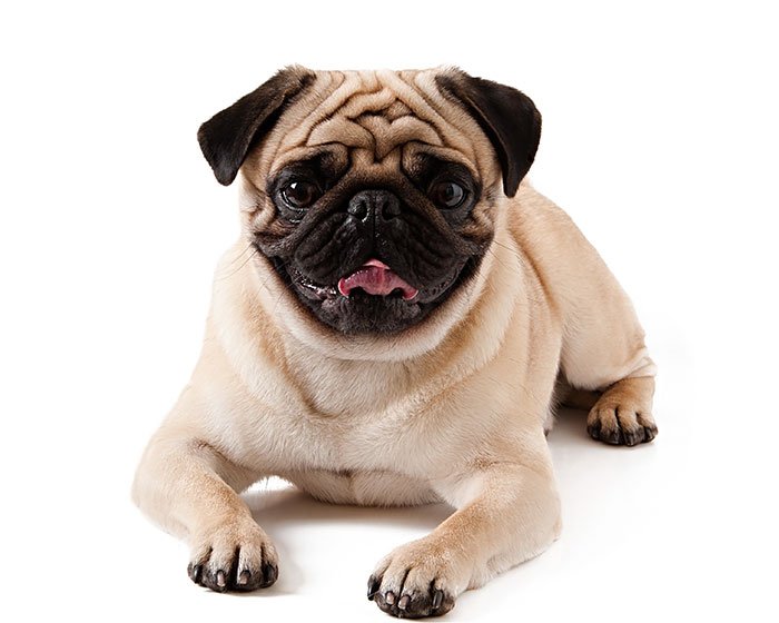 anjing pug - Dari Susu Gigi ke Gigi Permanen: Panduan Lengkap Menyambut Tumbuh Gigi Anak Anjing
