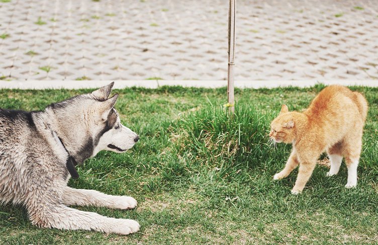 anjing vs kucing 1 - Kebiasaan Kucing Mengubur Kotoran: Apa Motif di Balik Hal Ini?