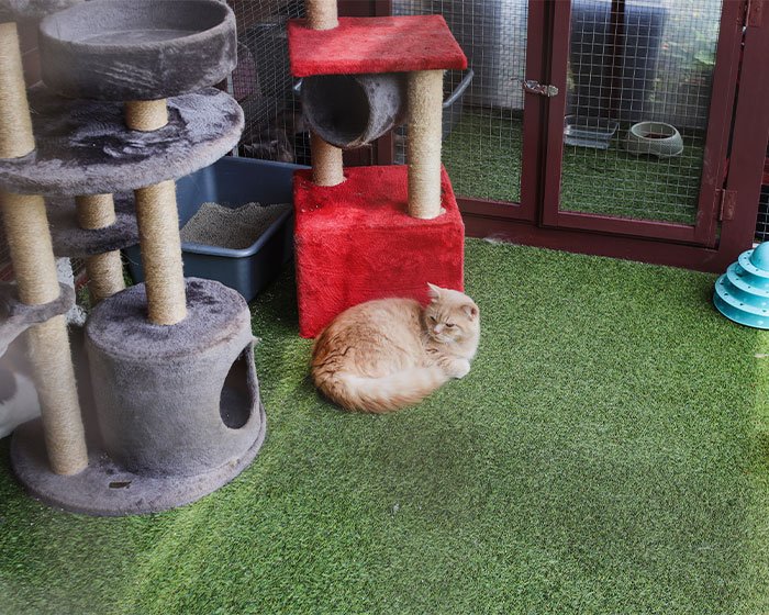 cattery kucing - Penginapan Kucing: Pilihan Tepat Saat Kamu Pergi Jauh??