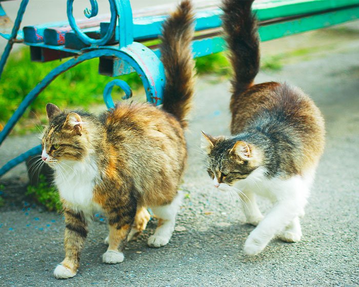 ekor kucing tegang ke atas - Kebiasaan Kucing Mengubur Kotoran: Apa Motif di Balik Hal Ini?