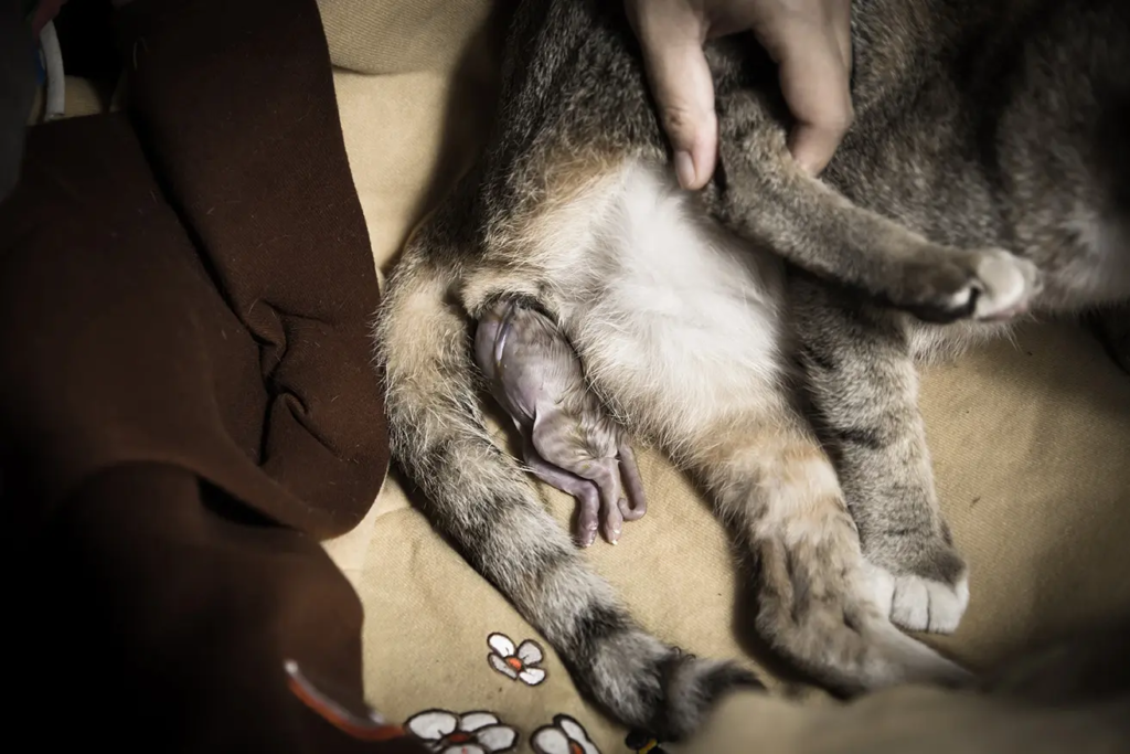 kendala kucing melahirkan bisa pada posisi bayi dalam perut