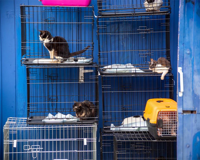 kandang kucing banyak - Penginapan Kucing: Pilihan Tepat Saat Kamu Pergi Jauh??