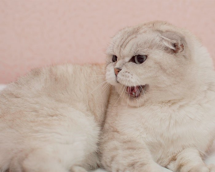 kucing agresif - Di Balik Air Mata: Apakah Kucing Menangis Seperti Manusia?