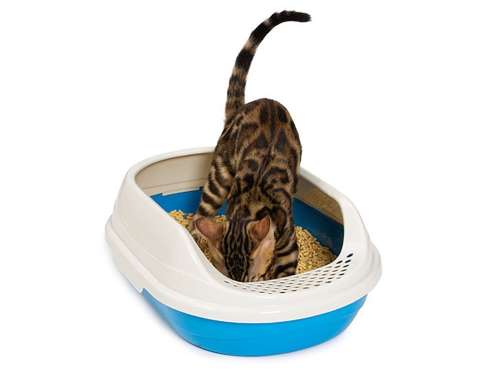 kucing menguburkan kotoran di litter boxnya