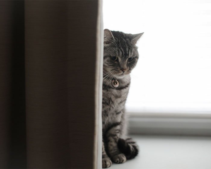 kucing dibalik gorden - Di Balik Air Mata: Apakah Kucing Menangis Seperti Manusia?