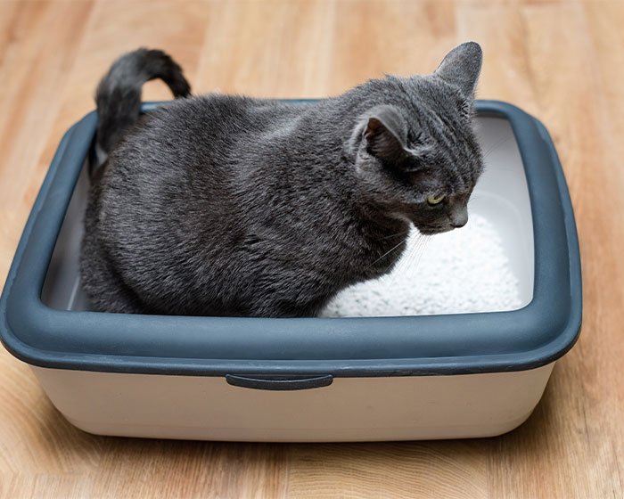 kucing eek 1 - Kucing Naik Mobil: Perjalanan Tanpa Stess Menuju Liburan Yang Menyenangkan
