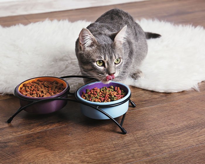 kucing lagi makan 1 - Oh, Ternyata Ini Toh 3 Penyebab Kucing Tidak Mengeong dan Cenderung Pendiam