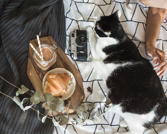 kucing nyantai - Penginapan Kucing: Pilihan Tepat Saat Kamu Pergi Jauh??