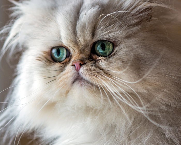 kucing persia 1 - Kucing Melahirkan: Kendala dan Penanganannya Yang Perlu Kamu Ketahui!