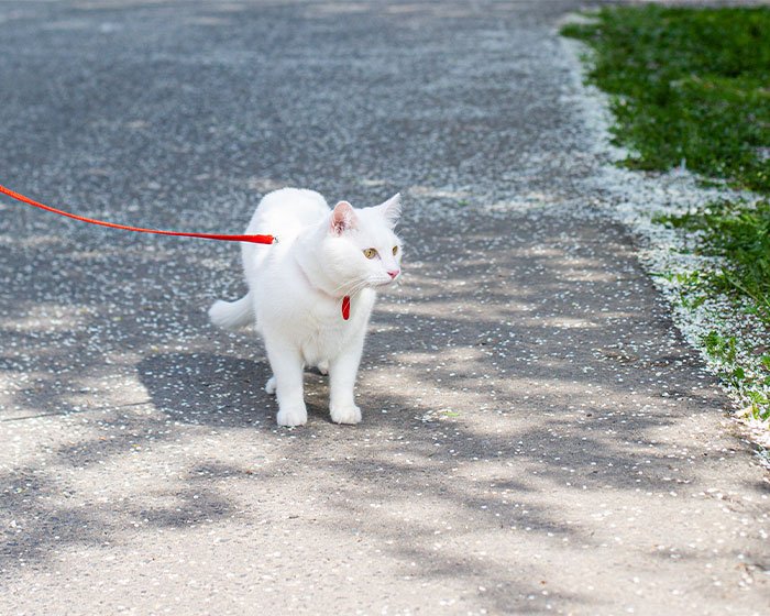 kucing putih sedang jalan jalan - Penginapan Kucing: Pilihan Tepat Saat Kamu Pergi Jauh??