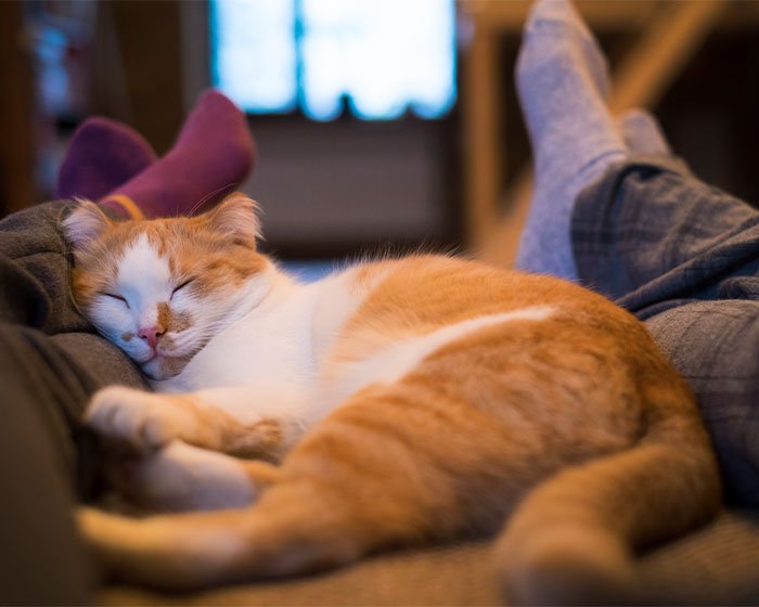 kucing mimpi saat ia tertidur