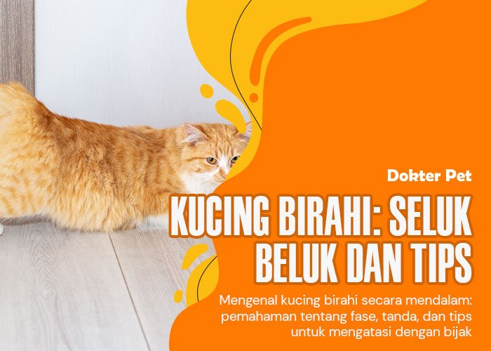 Kucing Birahi: Seluk Beluk dan Solusi Terbaik Untuk Penanganannya