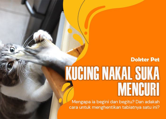 Tingkah Laku yang Menggelitik: Kenapa Kucing Suka Mencuri dan Bagaimana Menghentikannya