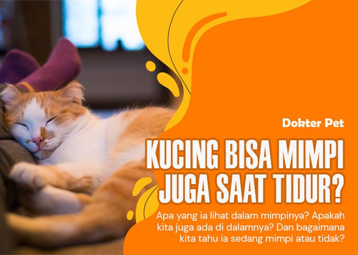 Kucing Mimpi: Mari Menjelajah Untuk Cari Tahu Ada Apa Dibalik Dunia Mimpinya
