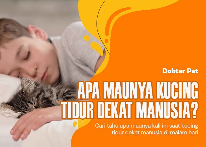 Kucing Tidur Dekat Manusia: Apa Yang Sebenarnya Mereka Inginkan Dengan Berbuat Begitu?