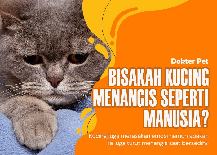 Di Balik Air Mata: Apakah Kucing Menangis Seperti Manusia?