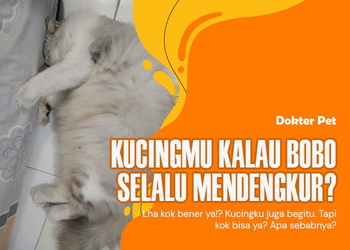 Mengungkap Misteri Kucing Mendengkur: Bagaimana Bunyi Ini Bisa Terjadi?