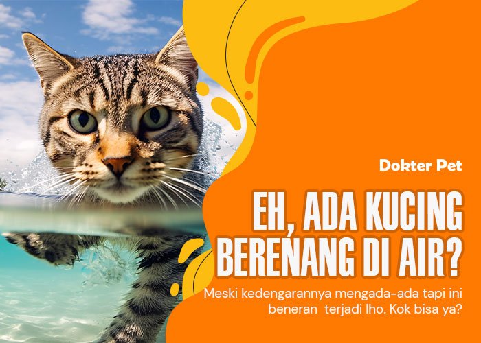 Sisi Tak Terduga Si Meong: Kemampuan Kucing Berenang Yang Selama Ini Tersembunyi
