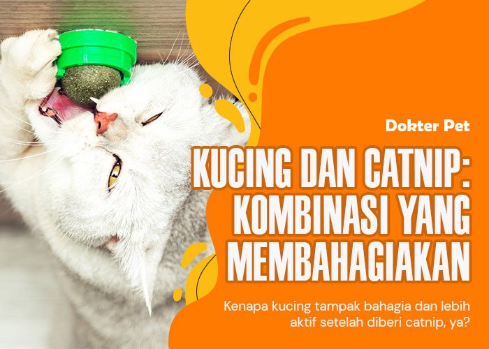 Kucing Mengkonsumsi Catnip: Bak Sihir Yang Memberikan Kenikmatan dan Manfaat Untuk Sobat Bulumu