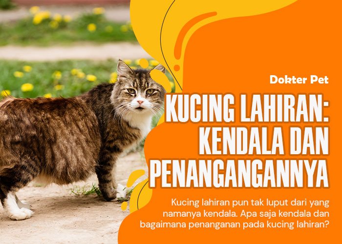 Kucing Melahirkan: Kendala dan Penanganannya Yang Perlu Kamu Ketahui!
