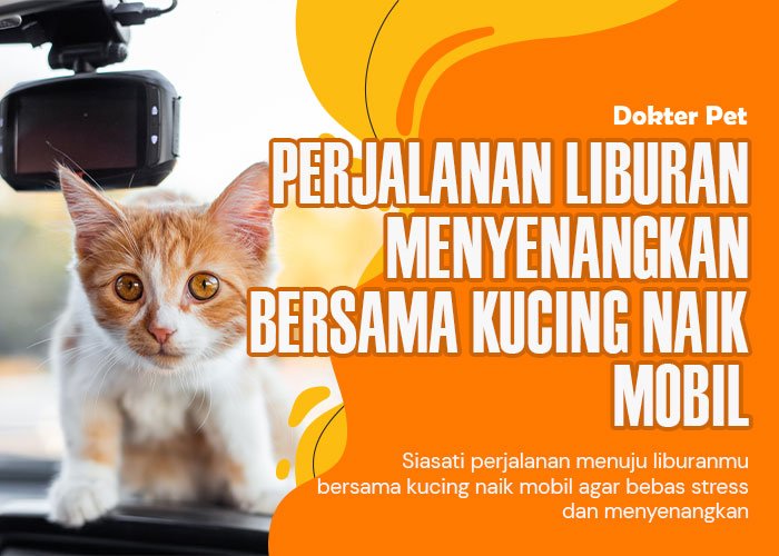 Kucing Naik Mobil: Perjalanan Tanpa Stess Menuju Liburan Yang Menyenangkan