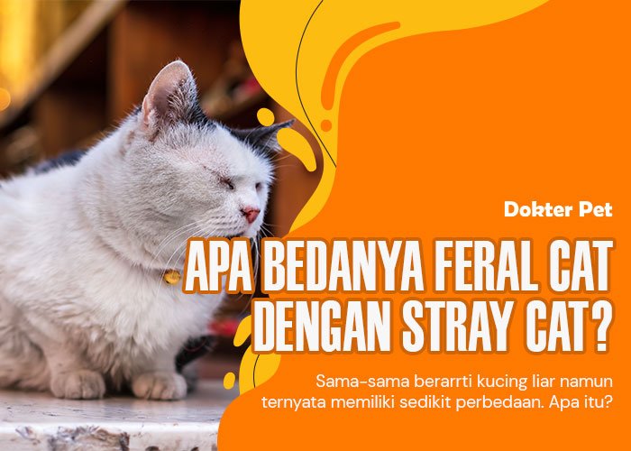 Mengenal Feral Cat Lebih Dekat dan Bedanya Dengan Stray Cat