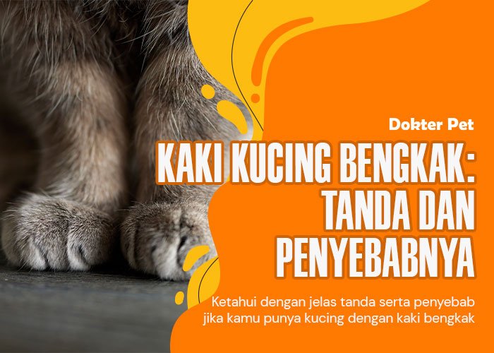 Ketahui Tanda Serta 8 Penyebab Kaki Kucing Bengkak. Mana Yang Pernah Terjadi Pada Kucingmu?