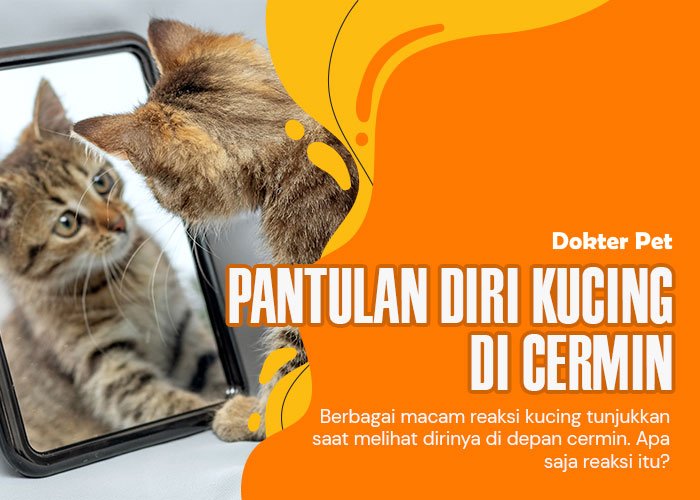 Pantulan Diri Kucing: Mengapa Mereka Ketakutan Melihat Diri Sendiri di Cermin?