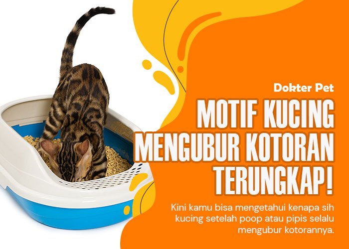 Kebiasaan Kucing Mengubur Kotoran: Apa Motif di Balik Hal Ini?