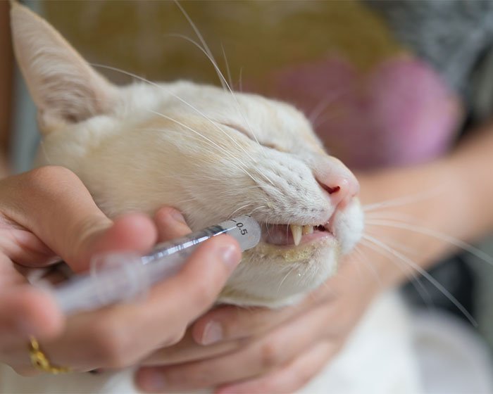 memberikan obat pakai suntikan - Di Balik Air Mata: Apakah Kucing Menangis Seperti Manusia?