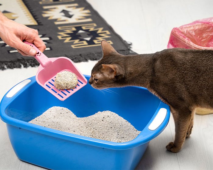 membersihkan litter kucing - Kebiasaan Kucing Mengubur Kotoran: Apa Motif di Balik Hal Ini?