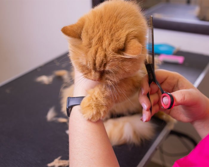 memotong bulu kucing - Menjaga Kucing Tidak Kepanasan dan Tetap Sejuk di Rumah: Tips dan Trik untuk Menghadapi Suhu Ekstrem