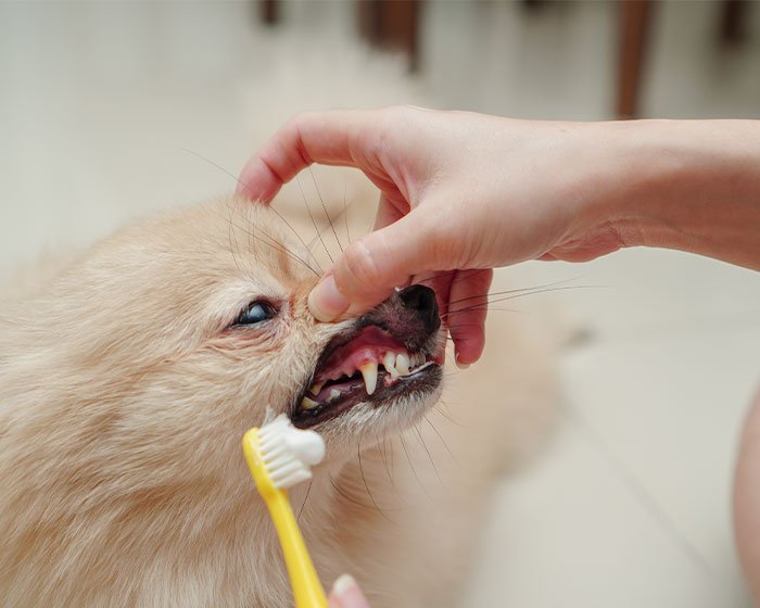 menyikati gigi anjing - Dari Susu Gigi ke Gigi Permanen: Panduan Lengkap Menyambut Tumbuh Gigi Anak Anjing