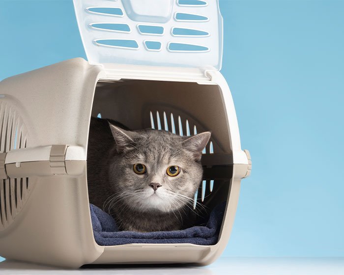 bawa tas kucing saat kucing naik mobil selama perjalanan