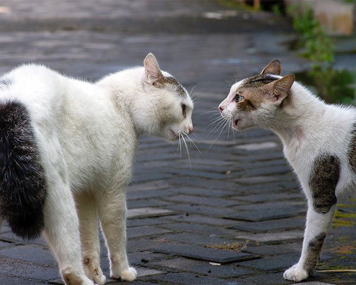 2 kucing mau berkelahi - Oh, Ternyata Ini Toh 3 Penyebab Kucing Tidak Mengeong dan Cenderung Pendiam