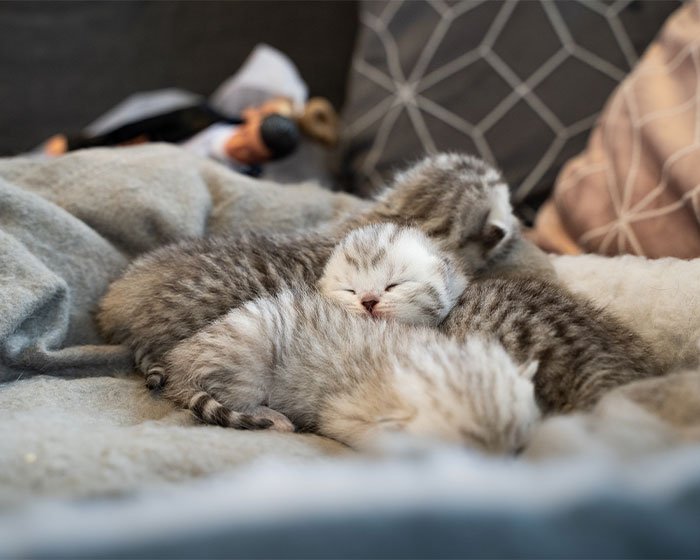 anak kucing tidur diatas selimut - Pandangan Ahli: Strategi Terbaik untuk Mencegah Induk Kucing Memindahkan Anaknya