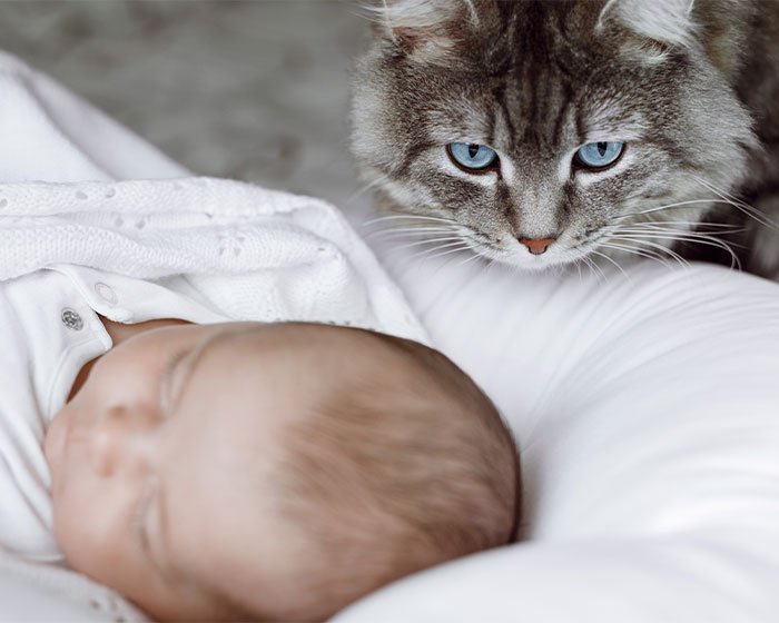 bayi dan kucing - Oh, Ternyata Ini Toh 3 Penyebab Kucing Tidak Mengeong dan Cenderung Pendiam