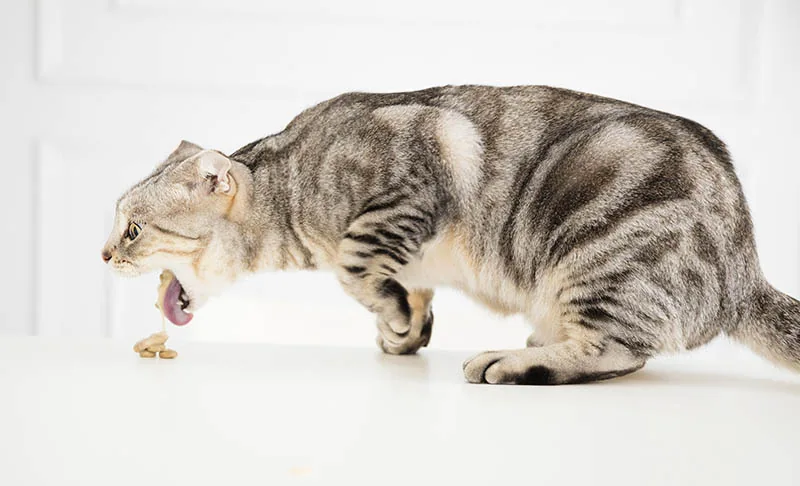 image 1 - Aneh Tapi Nyata: Ada Kucing Makan Rumput