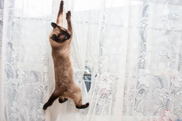 terlihat seekor kucing manjat gorden