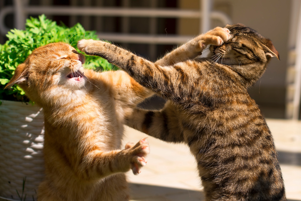 image 17 - Kucing saling mengendus bokong: Mengapa mereka melakukan hal ini?